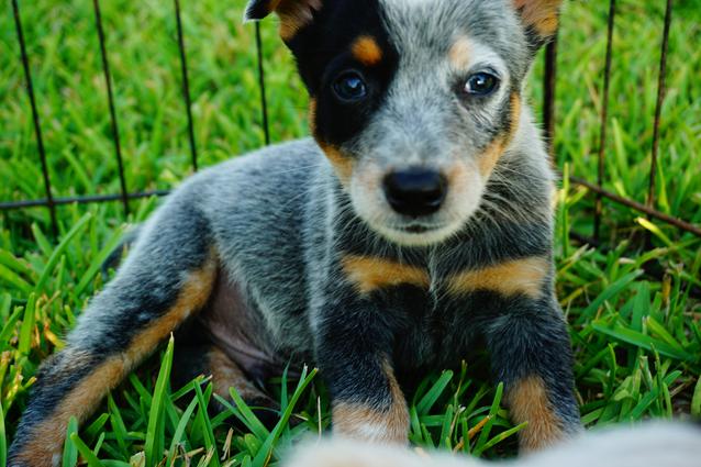 texas blue heeler puppy breeder, central texas heeler puppies, cow dogs for sale, texas cattle dogs