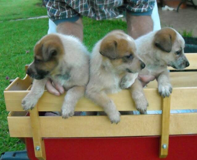 red - wagon - puppies - love