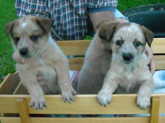 puppies - love - wagon - female