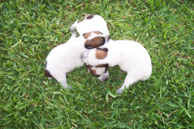 dog pile - puppies - green - grass