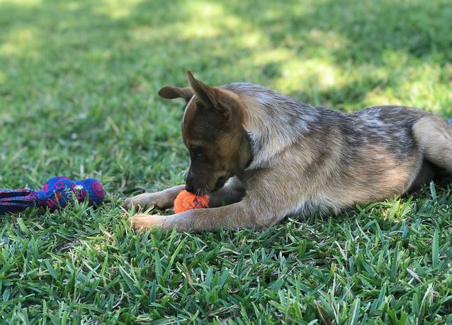 Saddle Tramp Red Heelers Puppies
