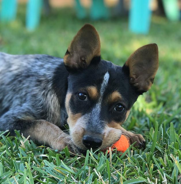 List 32+ Background Images show me a picture of a red heeler Excellent