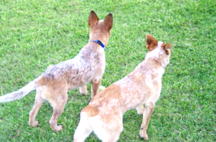 red heeler puppies for sale near me