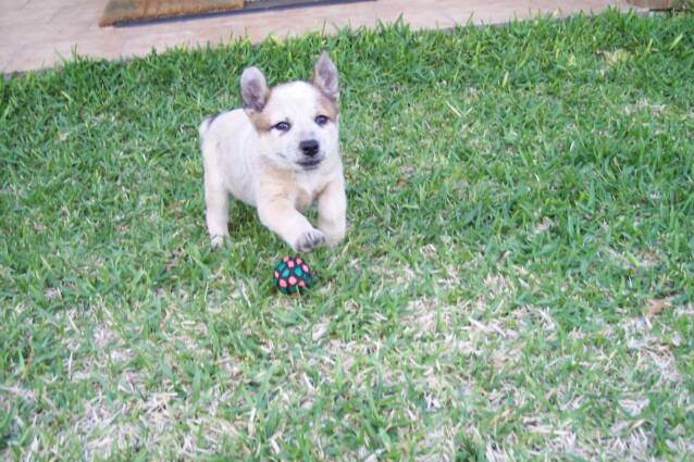 puppies - funny - good personality - happy