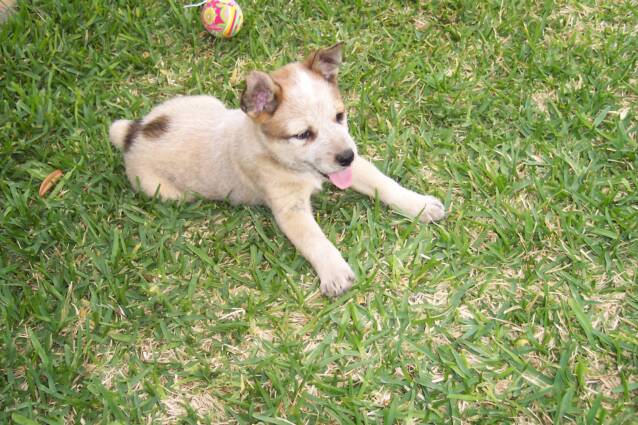 puppies - heelers - texas cattle dogs - breeders