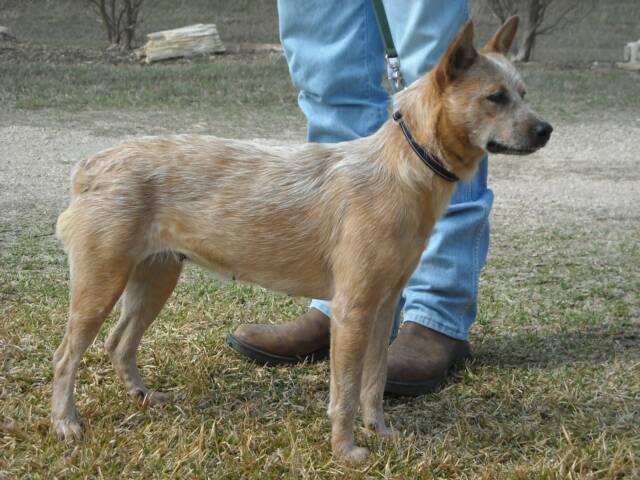 Shiloh - Texas - Queensland - Heelers - Texas - proud - stance - dam