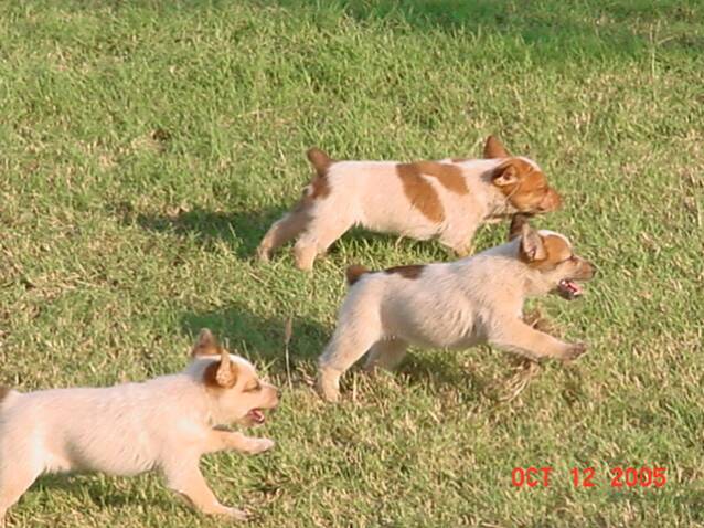 puppies - running - cute puppies
