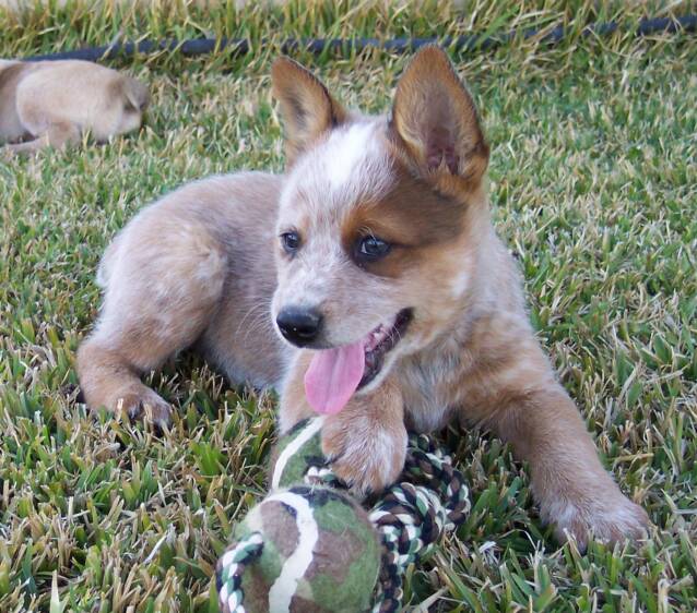 adorable puppies - red - coat - mask - heelers - toy