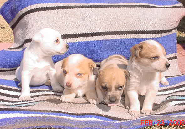 puppies - white - red - four