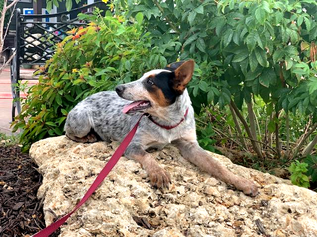 red heeler for sale in texas, red heeler breeders, blue heeler breeder in texas