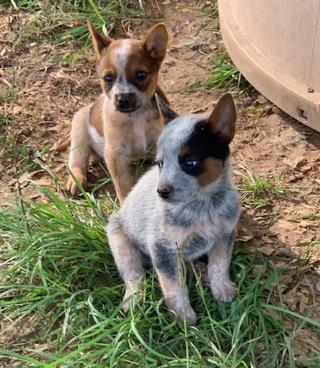 Australian Cattle Dogs for sale, Blue heeler for sale in Texas