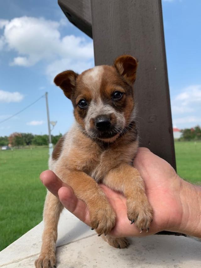Heelers in texas, red heelers for sale, texas blue heeler breeders